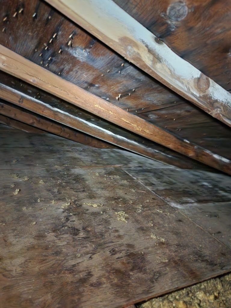 roof inspection in spokane of attic